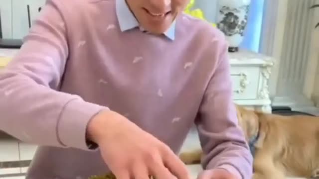 Funniest & Cutest Labrador Puppies #1 - Funny Puppy Videos 2022🤣😹😹😹😹