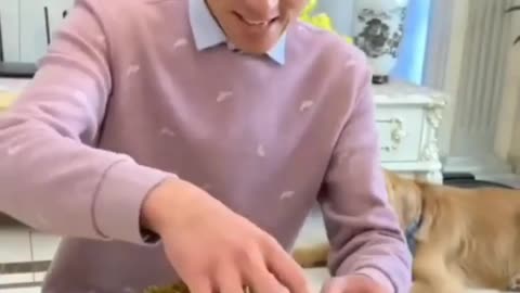 Funniest & Cutest Labrador Puppies #1 - Funny Puppy Videos 2022🤣😹😹😹😹