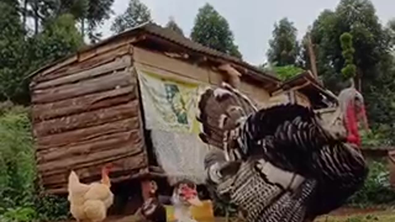 Amazing turkeys 🦃 trending video