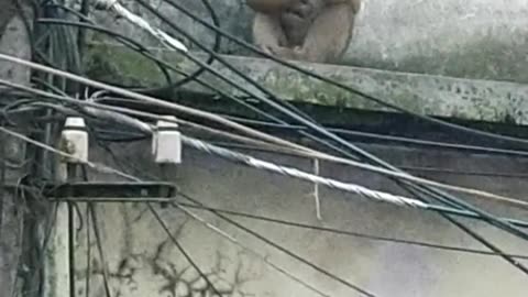 Monkey had a phone