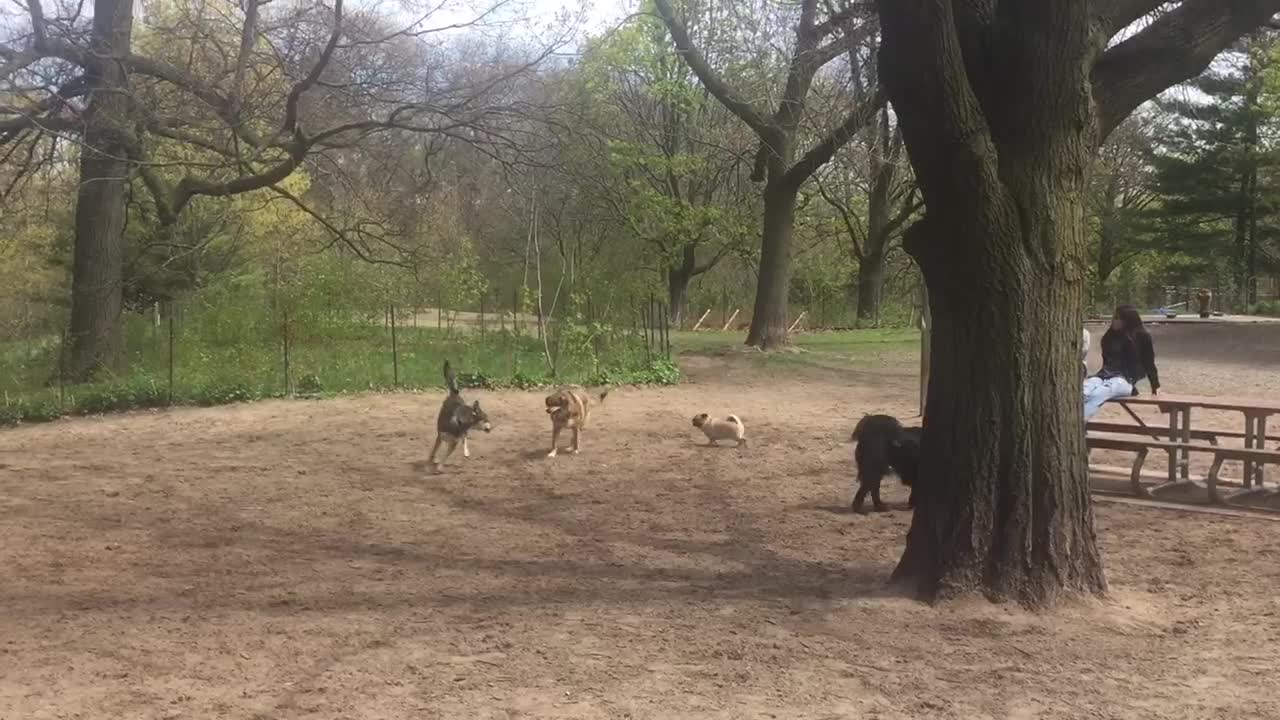 Tiny pug really wants to play with the big dogs!