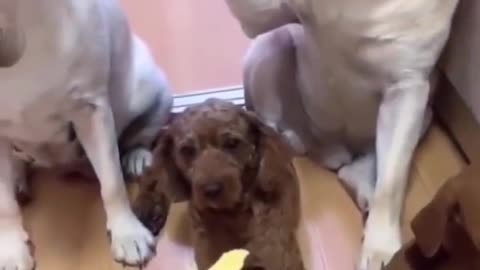 smart dog ready