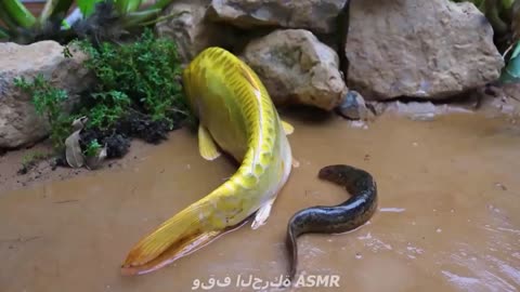 Spotted Fish Funny Experiment Video - Pink Catfish, Electric Eel | Primitive Cooking وقف الحركة ASMR