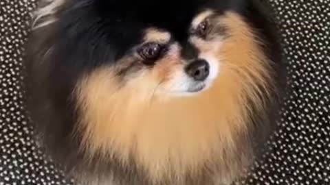 Funny and Cute DOG Videos