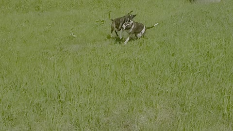 BIG BOY AND LITTLE GUY