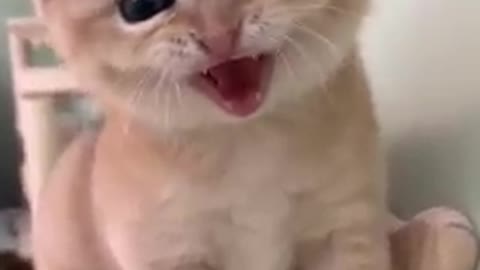 Cats - Baby cats - funny and fluffy (15) / Gatos - Filhotes - engraçados e fofos (15) #shorts