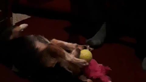 Jasmine's parlor trick