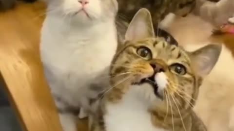 Funny and Cute Cats Videos #170 │ Gadis Sekarwangi