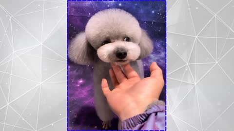 Cutee Dog