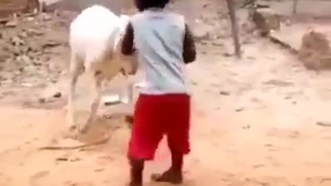 Funny Video that will make you Cry