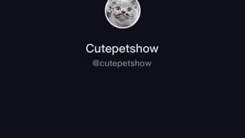 ¡Cats are so funny!. FUNNY CAT VIDEOS TIK TOK😹🤣