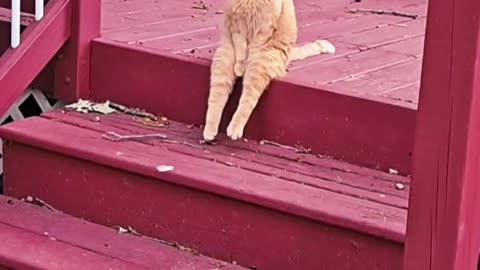 Orange cat