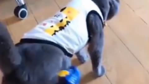 Funny Cat Ever
