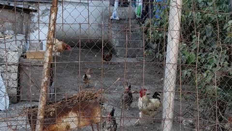 Chickens in the courtyard of an apartment building