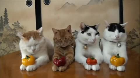 Cat beautiful facts. Must show it.
