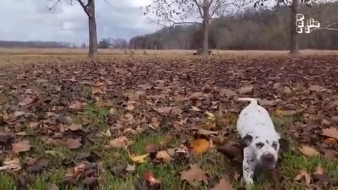 Funniest Pets of the Decade