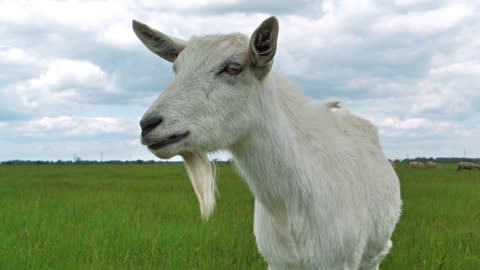Slow Motion White goat on the meadow