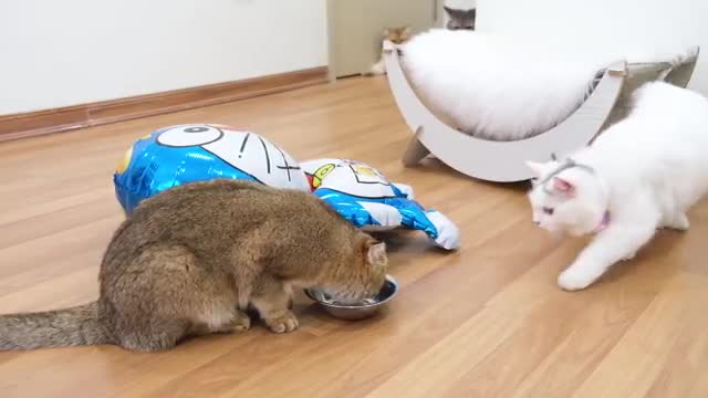 Cats funny with Dora...