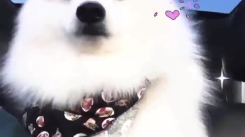 cute and funny dogs
