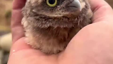 "Hilarious Owlet Adventures: Laughing All the Way to Bedtime!"