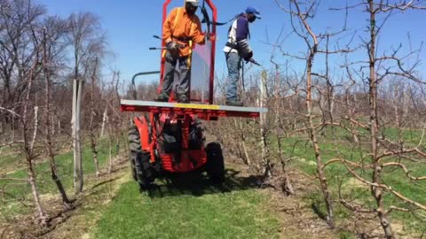 Apple tree trimming