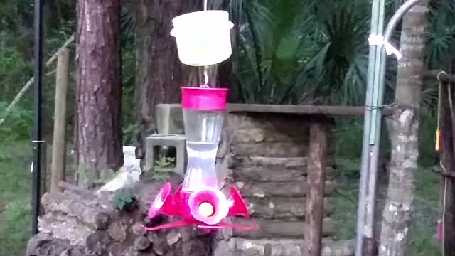 Hummingbird Slow Motion Aerial Attack 🐤