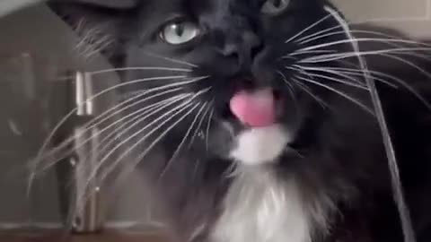 Baby Cats - Cute and Funny Baby Cat Videos Compilation2022