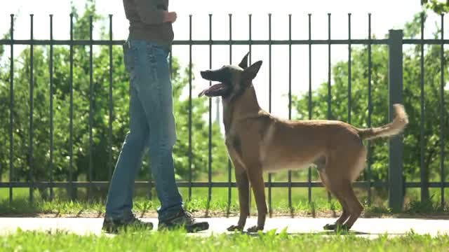Basic Dog Training – Essential Commands Every Dog Should Know
