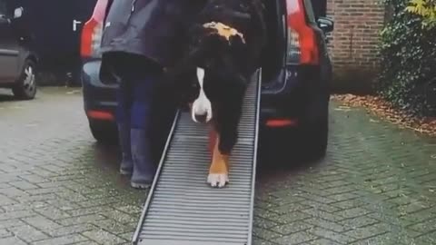 Funny Little Animals