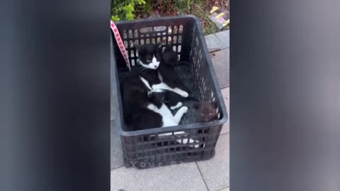16 minutes of adorable cats and kittens videos to keep you smiling