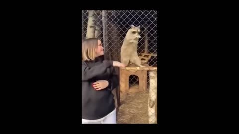 Smart cute funny animals do clever tricks