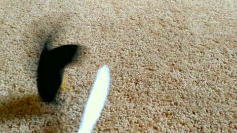 Wickedness of Rat and Mouse Traps Shown in Slow Motion.