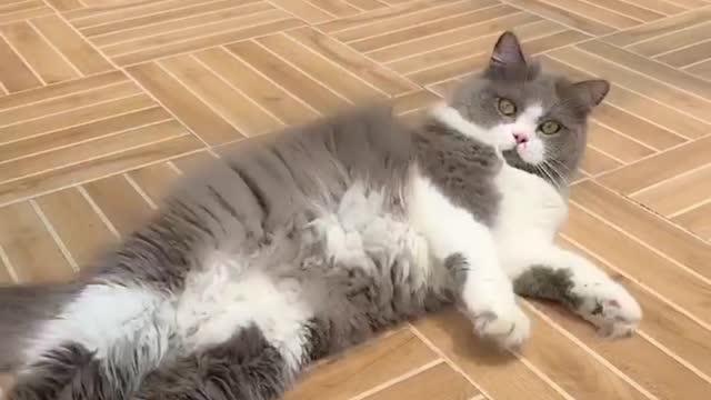 The kitten looks good when walking, especially the furry claws are so cute.