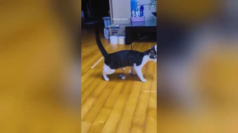 Funny videos 😂😂😂😂😂😂😂😂
