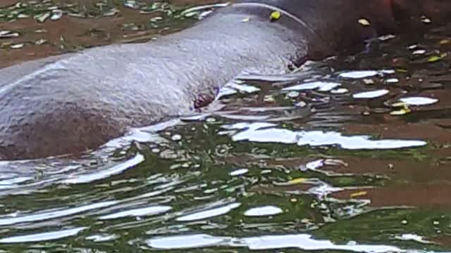 Hippopotamus