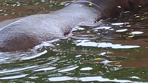 Hippopotamus