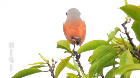 black pardon bird