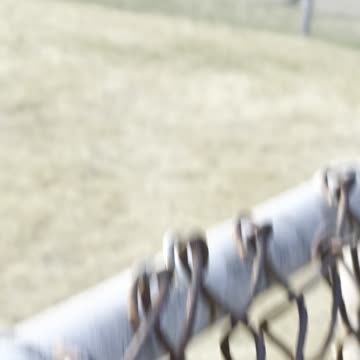 Seagulls & magpies in playground