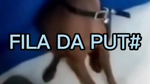 50 conto chocolate fila da minha vida