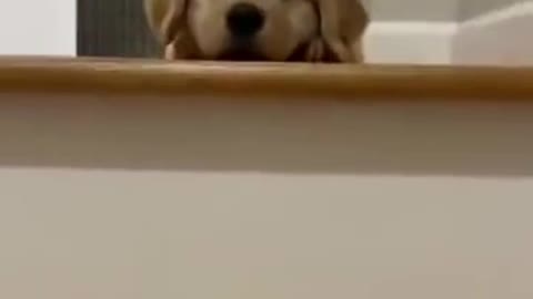 Cute Golden Retriver Puppy 😉💛