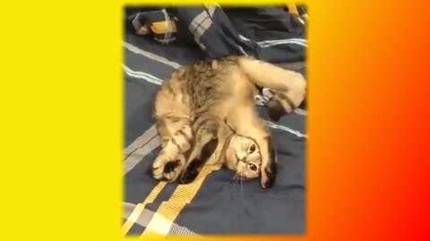 Funny and amusing animals Positive Create a good mood