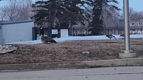 Some first geese come back to Winnipeg