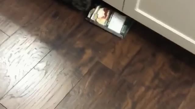 Collab copyright protection - grey cat with box on head falls