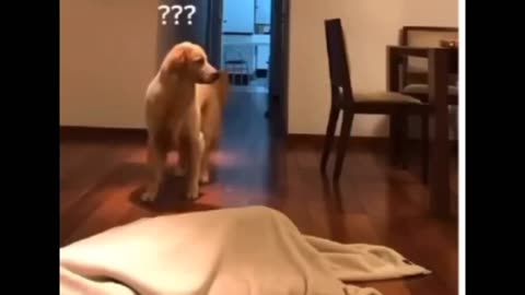 He's Too Smart 🐶😚👏