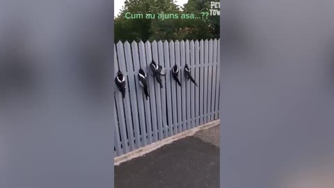Funniest animals video 2022