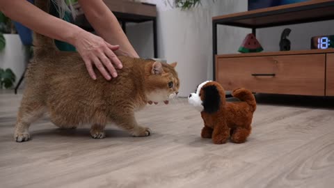 Dog is man's best friend_p1