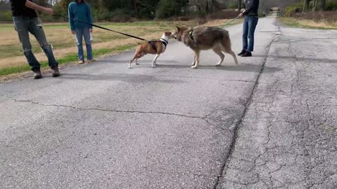 Walking Wolf Dog Puppies In Crowded Park.