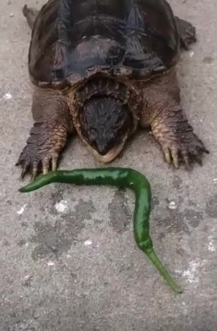DANGEROUS TURTLE NEW ACTION 2022