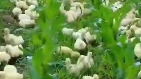 Biological control use of living organisms