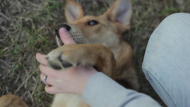 A cheerful dog lies on its back and clasping the hand of the young one with its paws